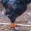 Anéis de perna de frango laranja Eease100 para aves domésticas e de combate. 3