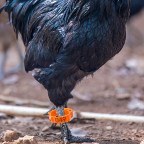 Anéis de perna de frango laranja Eease100 para aves domésticas e de combate. 2