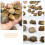 1Paquet Fossiles Brachiopodes Dorés Décor Table Éducatif Durable 11