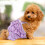 1Pièces Culotte Sanitaire Violet En Coton Pour Chiot 3