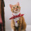 2 Pcs Pet Training Bell Charms For Cat Collars Necklace Accessory 10