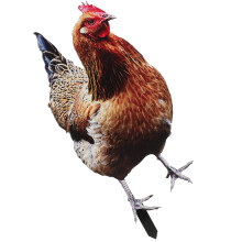 4 Outdoor Chicken Yard Bord Courtyard Inzetbaar Acryl Steun