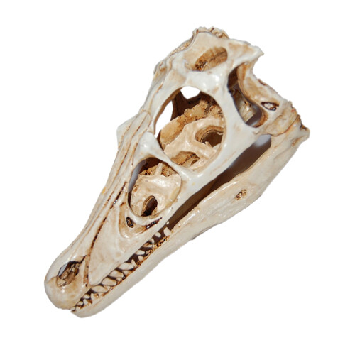 2pcs Dinosaur Skull Resin Model Specimen Ornament
