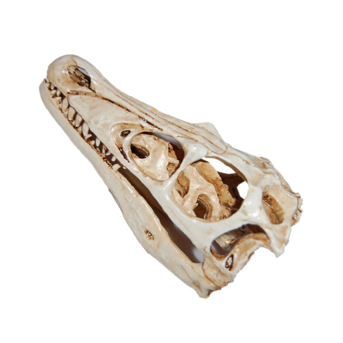 2pcs Dinosaur Skull Resin Model Specimen Ornament 1
