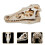 2pcs Dinosaur Skull Resin Model Specimen Ornament 11