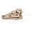 2pcs Dinosaur Skull Resin Model Specimen Ornament 10