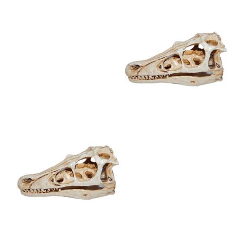2pcs Dinosaur Skull Resin Model Specimen Ornament 2