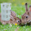 2Pcs Plastic Feeding Bowl With Grass Case For Rabbit Bird 8