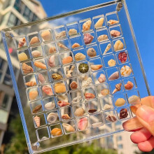 Acryl magnetische displaydoos in de vorm van een schelp, transparante container met 64 vakjes voor kralen, spijkers en sieraden (compatibel met