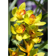 Cymbidium Surprise do uprawy w doniczkach jesienią lub wiosną w pomieszczeniach lub na zewnątrz (Cymbidium do sadzenia) Cymbidium na sprzedaż