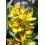 Cymbidium Surprise για καλλιέργεια σε γλάστρες για εσωτερική ή εξωτερική καλλιέργεια το 1