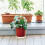 Washranp Plant Caddy με 4 ρόδες, Πλαστική στρογγυλή γλάστρα για κήπο, τροχήλατη βάση για 6