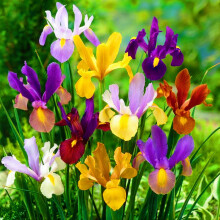 Iris - A Unique and Beautiful Appearance -Perfect Iris-Bearded Iris For Sale-Outdoor Garden Iris