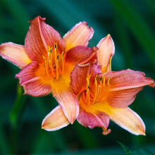 Lily Plant for Planting - Large Blooms, Attracts Hummingbirds, Elegant Flowers with Lush Green Foliage to Beautify Gardens and Enhance Outdoor Spaces