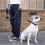 Guia para cães com sensor de movimento / Guia para cães - 3m Preta 2