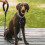 Guia para cães com sensor de movimento / Guia para cães - 3m Preta 4