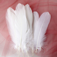 100 pcs/set Goose feathers Miscellaneous Feathers WHITE white
