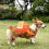 Eease 1 Set Dog Backpack Harness Pet Saddle Bag Backpack Puppy Self Carrier Backpack 6