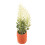 3Pcs Tiny Plastic Artificial Bonsai Models for Mini House Landscaping 3