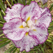 Bearded Iris Bulbs - Easy to Grow Perennial Plant, Pleasantly Scented, Cold-Resistant, Ideal for Cut Flowers, Low Maintenance Rhizome