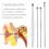 6 Pcs Stainless Steel Ear Wax Removal Kit with MultiTip Tools and Compact Storage Box 4