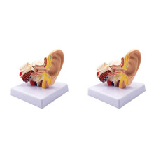 2-częściowy model anatomii ucha ludzkiego 1,5x – profesjonalny stacjonarny model symulacyjny struktury ucha wewnętrznego do celów edukacyjnych