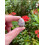 Moonstone Multi Tumbled Stones, 0.75-1" Tumbled Multicolored Moonstone 2