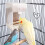 Pet Bird's Paradise, εξαιρετικά μεγάλο κλουβί πουλιών με αυτόματη ταΐστρα, προάγει την 5