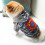Pull chaud en maille pour chienne, taille moyenne, convenant à différentes races (de taille moyenne à grande). 3