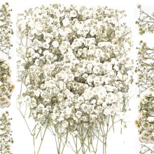 Künstliche Blumen zur Dekoration, 100 Stück getrocknete Schleierkrautblüten (Gypsophila) zum Pressen, Basteln, Lesezeichen-Bastelmaterial