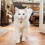 3pcs Collar Dog Accessories Polyester 6