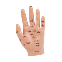 (15x8.5cm,Skin Color)Hand Mdel Multifunctional Educational Lab Supplies Chinese Medical Meridians 16.5x8cm