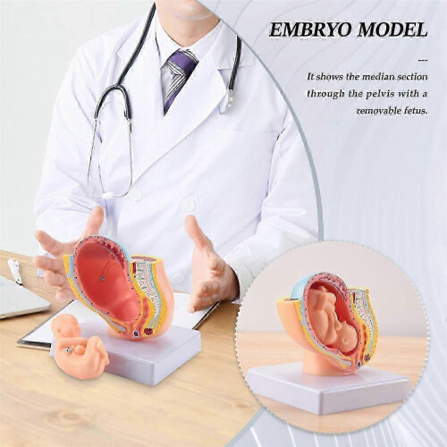 Human Pregnancy Fetal Development 9th Month Embryonic Pelvic Model for Anatomy Study 1