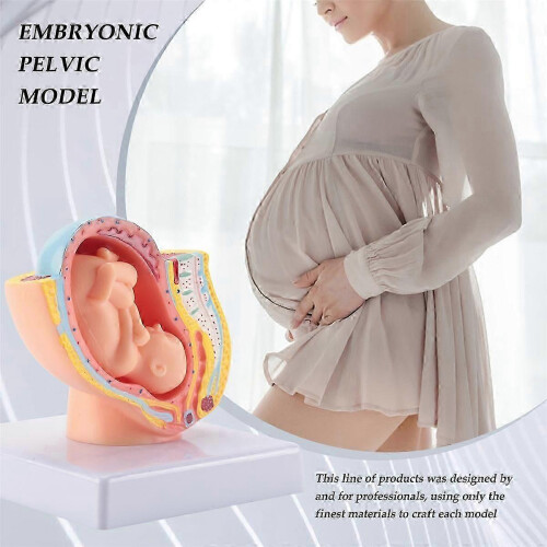 Human Pregnancy Fetal Development 9th Month Embryonic Pelvic Model for Anatomy Study 2