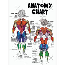 Schéma musculaire de Goku - Diagramme anatomique - Affiche de motivation pour la salle de sport (avec ou sans cadre)