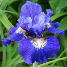 Pianta di iris - Perenne facile da piantare con rizomi robusti, resistente al freddo e di facile manutenzione, ideale per giardinieri, iris barbata