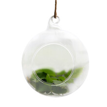 Charming Decorative Glass Globes, Artistic Air Plant Holders, Wedding Decor Ornaments, Personalize Your Living Spaces With Round Shape And Heat-Resist