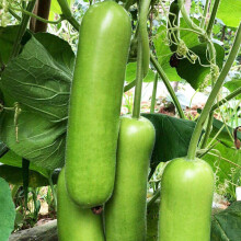 Semi Di Zucca A Bottiglia Lunga, 100 Pezzi Non OGM, Facili Da Piantare Per Giardino, Verde Chiaro