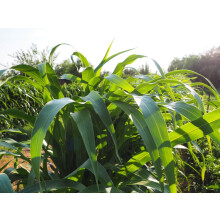 Semi F1 Sorgo Sudangrass BMR Seeds, Certified Organic Non-GMO, 250 Seeds Pack