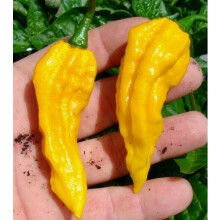 Pepper Seeds 200 Seed Pack, Home Garden, Red Hot Chili Pepper, Vegetable and Fruit Seeds