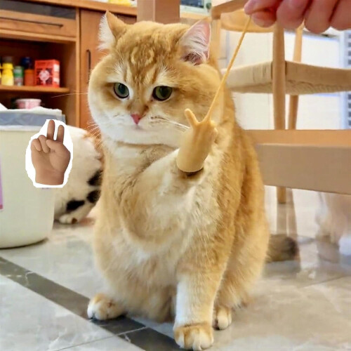 Tiny Hands for Cat Paws Mini Vikta Gummifingrar för att Passa Små Katter Kloskydd 6-pack 2