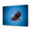 Αφίσα καμβά Bald Eagle με θέμα το υπνοδωμάτιο, διακόσμηση αθλητικού τοπίου, 1