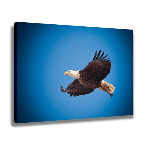 Αφίσα καμβά Bald Eagle με θέμα το υπνοδωμάτιο, διακόσμηση αθλητικού τοπίου, 1