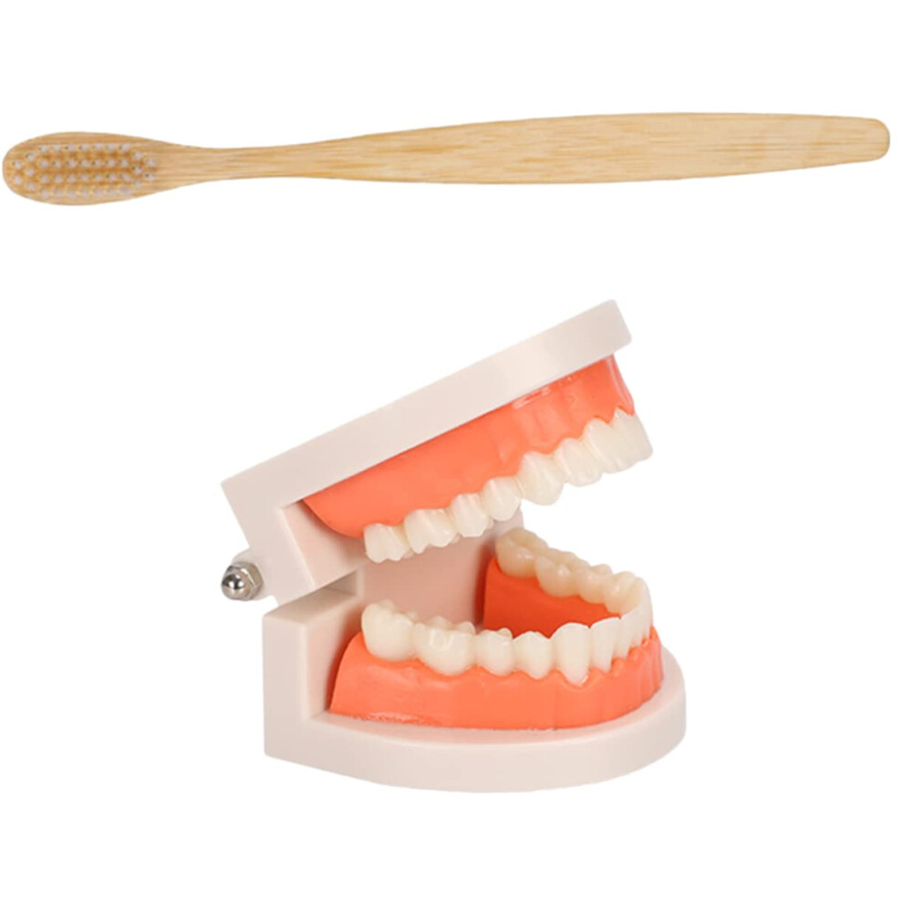 Tooth Brushing Model with Toothbrush for Kids Dental Teaching and Oral Care Training