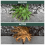 Weedblast Rootkill 3x100ml Sachets Concentrated Weedkiller 5L Sprayer 4