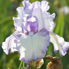 Iris Bulbs for Planting, Bearded Iris Rhizomes, Cold-Resistant Perennial, Easy to Grow & Maintain, Pleasantly Scented Cut Flowers - Double Pearl