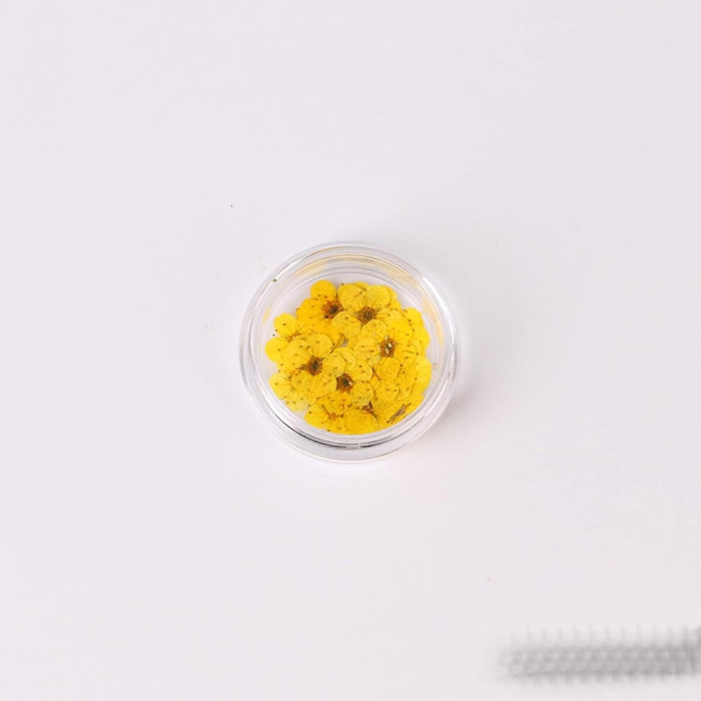100pcs Pressed Dried Narcissus Flowers with Box for Epoxy Resin Jewelry and DIY Nail Art