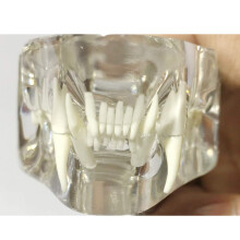 Cat Dental Model with Clear Anatomy Display PVC Cat Teeth Anatomical Model for Veterinary Teaching