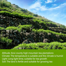 Tè Tieguanyin di alta montagna da 249 g per Casa del tè e incontri