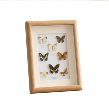 Natural Wood Shadow Box Frame with Glass Front for Butterfly Display, Light Oak Wall Mount